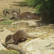 Photo de Loutre