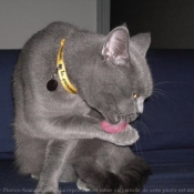 Photo de British shorthair