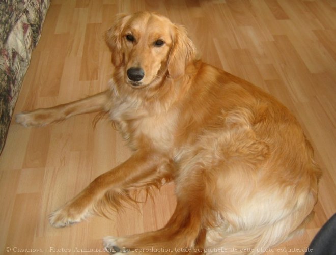 Photo de Golden retriever