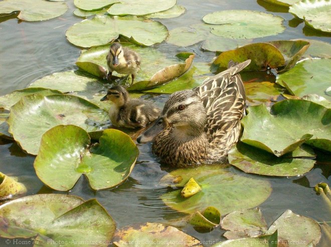 Photo de Canard colvert