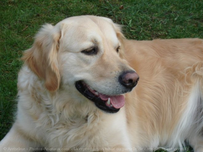 Photo de Golden retriever