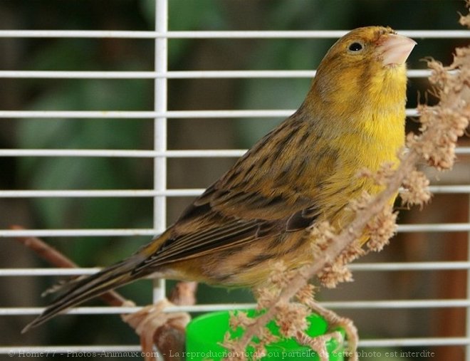 Photo de Canari