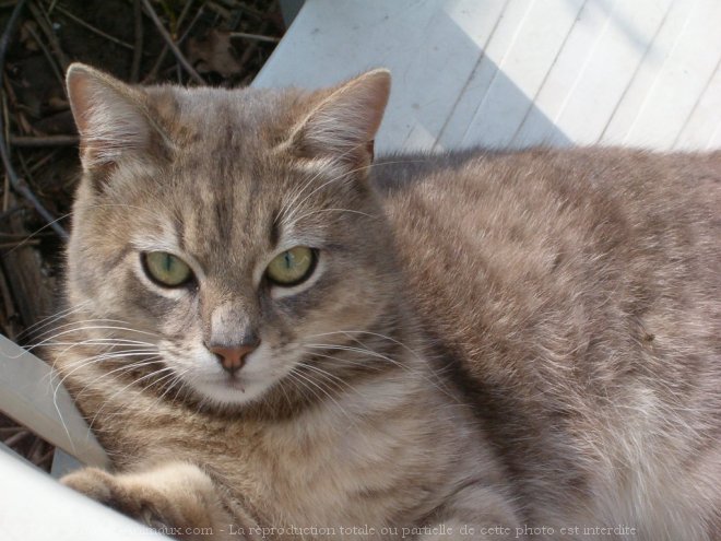 Photo de Chat domestique