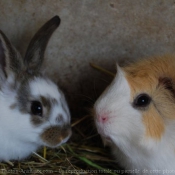 Photo de Cochon d'inde - races diffrentes