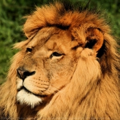 Photo de Lion