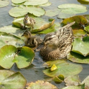 Photo de Canard colvert