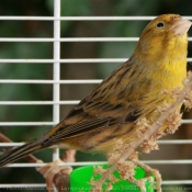 Photo de Canari