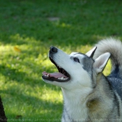 Photo de Husky siberien