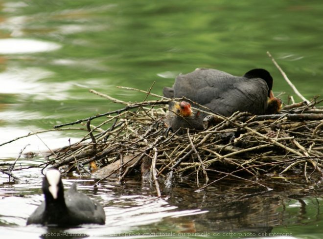 Photo de Foulque macroule