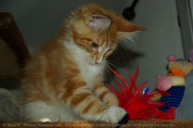 Photo de Maine coon