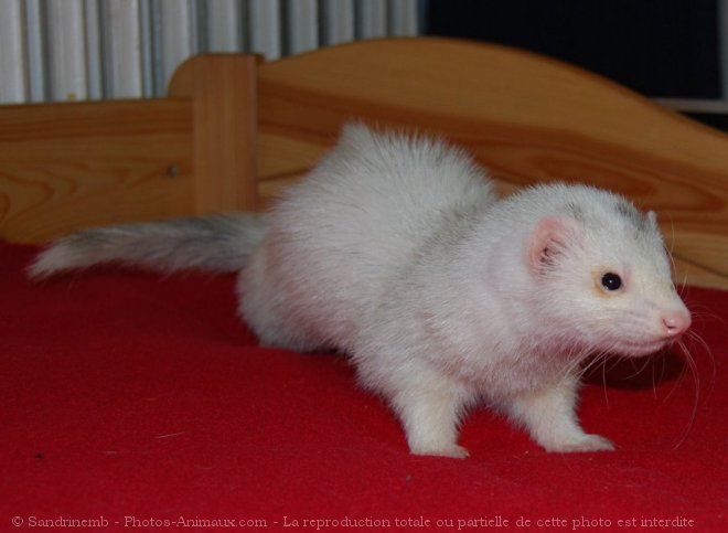 Photo de Furet