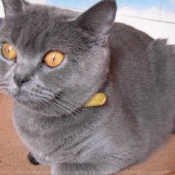 Photo de British shorthair