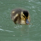 Photo de Canard