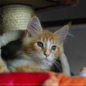 Photo de Maine coon