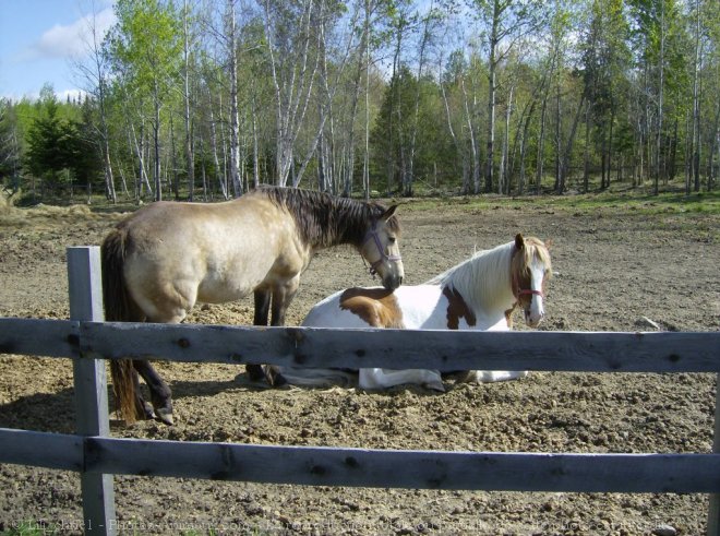 Photo de Quarter horse