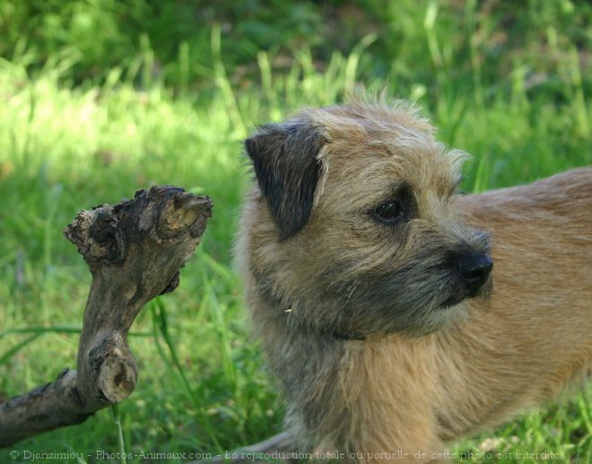 Photo de Border terrier