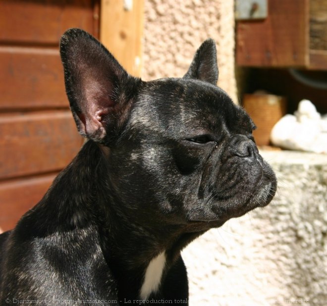 Photo de Bouledogue franais