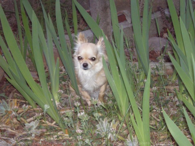 Photo de Chihuahua  poil long