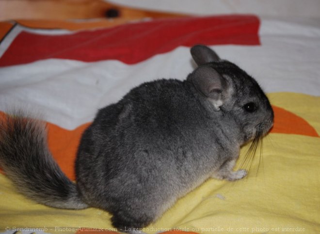 Photo de Chinchilla