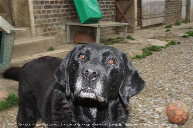 Photo de Labrador retriever