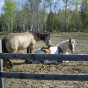 Photo de Quarter horse