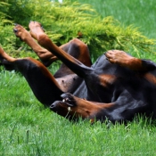 Photo de Dobermann