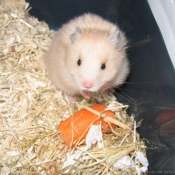 Photo de Hamster