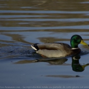 Photo de Canard colvert