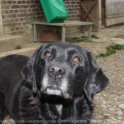 Photo de Labrador retriever