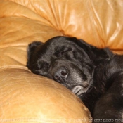 Photo de Labrador retriever