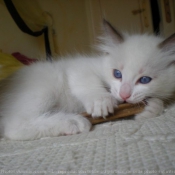 Photo de Ragdoll