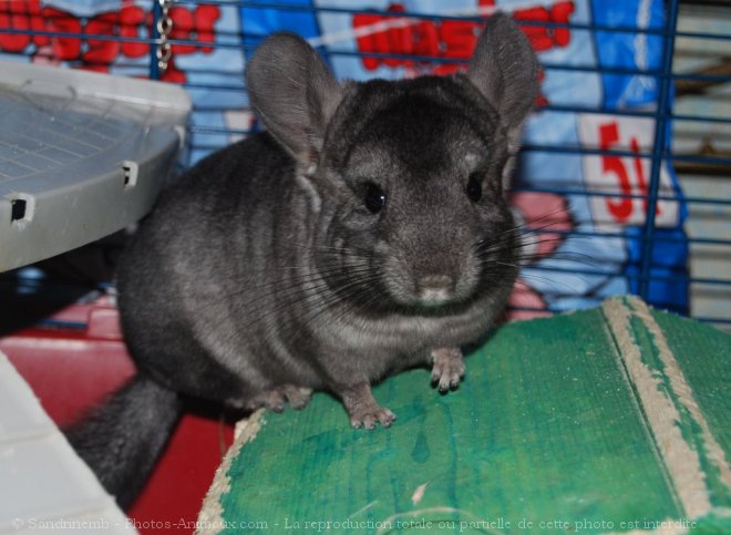 Photo de Chinchilla