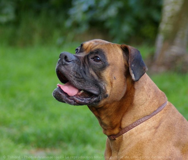 Photo de Boxer