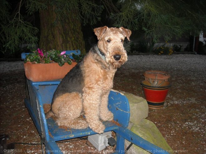 Photo d'Airedale terrier