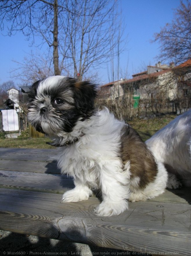 Photo de Shih tzu