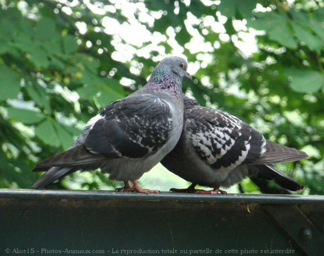 Photo de Pigeon