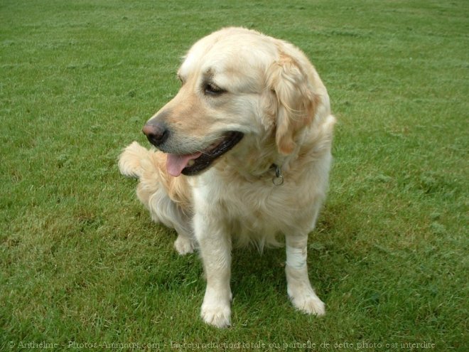 Photo de Golden retriever