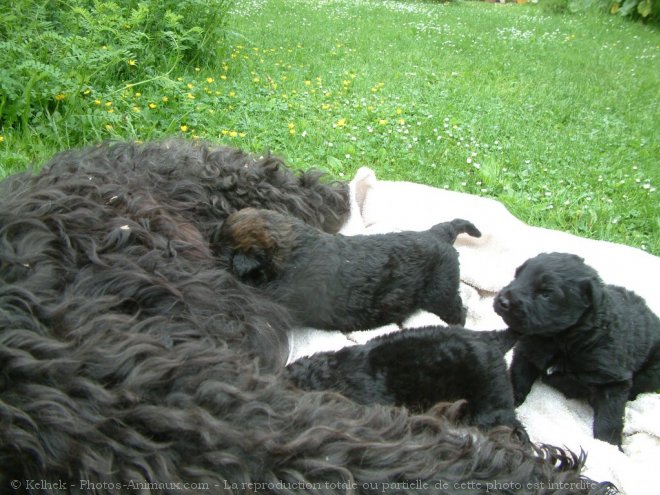 Photo de Bouvier des flandres