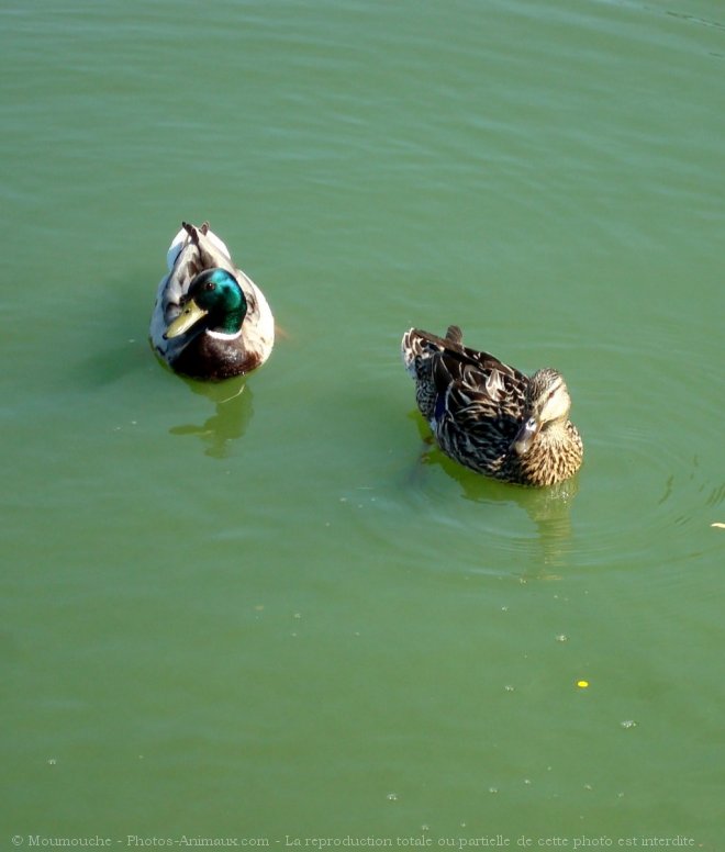 Photo de Canard