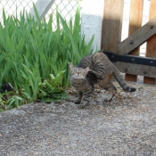 Photo de Chat domestique