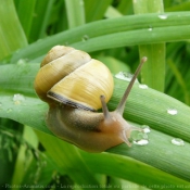 Photo d'Escargot