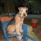 Photo d'Airedale terrier