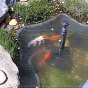 Photo de Poissons rouges