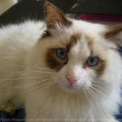 Photo de Ragdoll