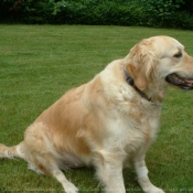 Photo de Golden retriever