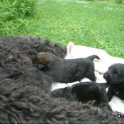 Photo de Bouvier des flandres