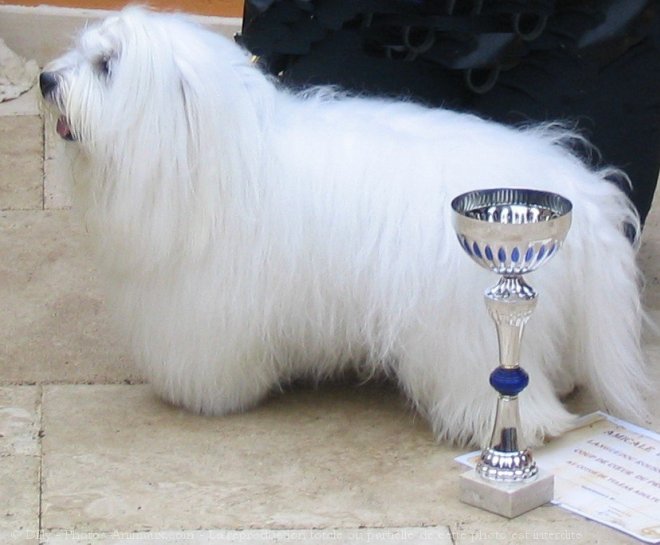 Photo de Coton de tulear