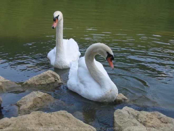 Photo de Cygne