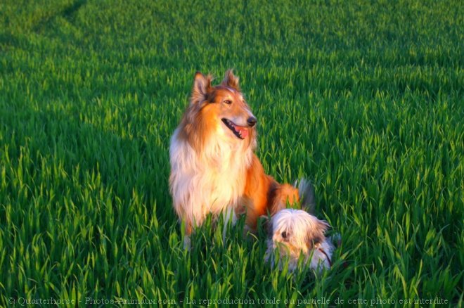 Photo de Races diffrentes