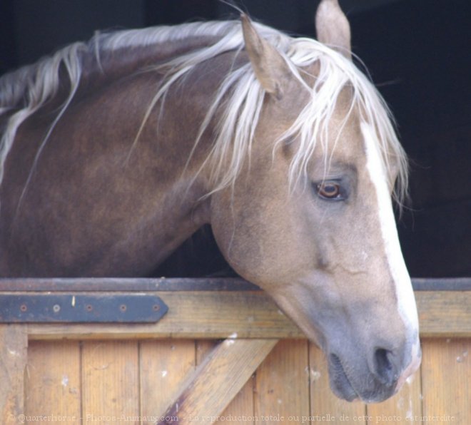 Photo de Palomino